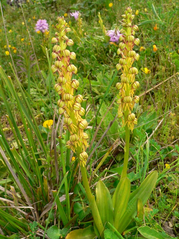 Primavera e orchidee palermitane